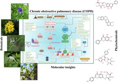 Unravelling the Therapeutic Potential of Botanicals Against Chronic Obstructive Pulmonary Disease (COPD): Molecular Insights and Future Perspectives